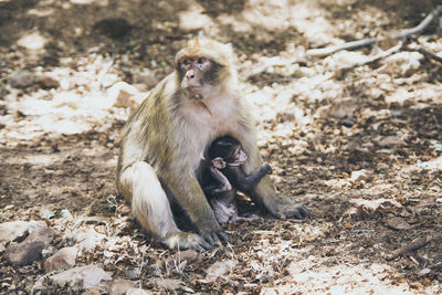 Monkey sitting outdoors