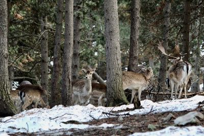 Horses in a forest