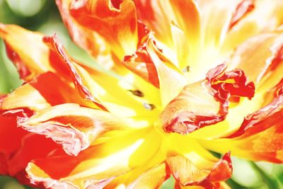 Full frame shot of red rose flower