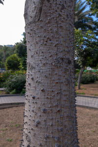 Close-up of tree trunk in park