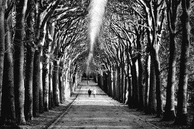 Full length of women walking on walkway amidst bare trees at park during winter