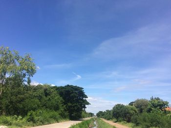 Road by trees against blue sky