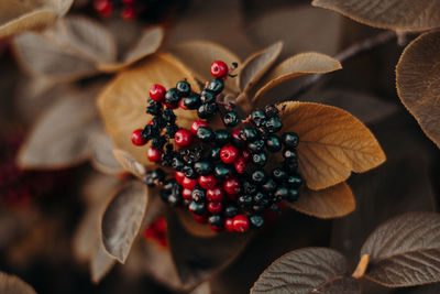 Close-up of fruits growing on plants