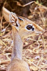 Close-up of small antilope