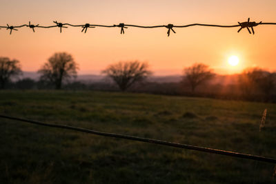 Silhouette birds on field against clear sky during sunset