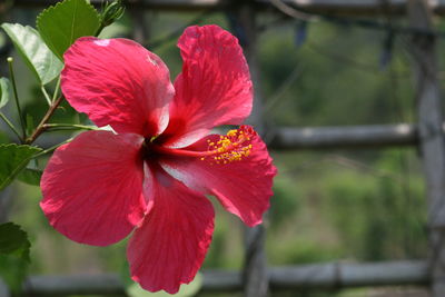 Close-up of red flowers blooming outdoors