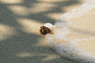 High angle view of crab on sand