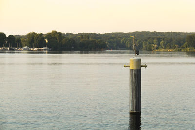 Gray heron on wooden post in river