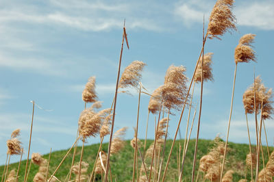 Close-up of fresh plants on field against sky