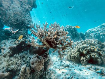 View of coral in sea