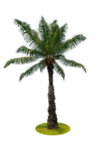 Close-up of palm tree against sky