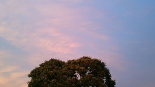 Low angle view of silhouette tree against sky at sunset