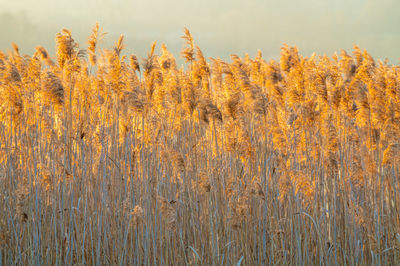 Reed thicket,