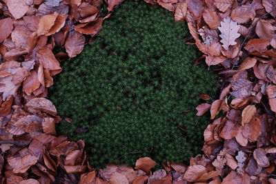 Close-up of fallen maple leaves on field