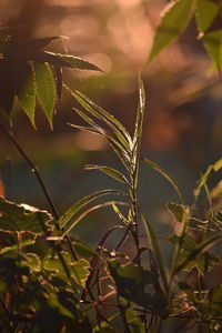 Close-up of plant growing on field