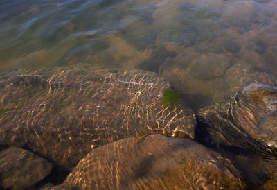 High angle view of an animal