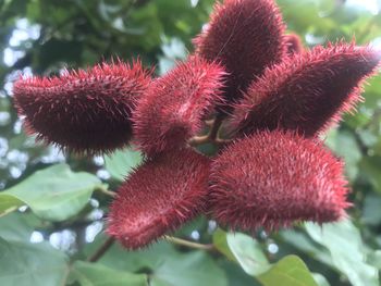 Close-up of red berries on plant
