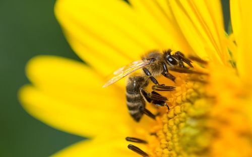 Close-up of bee on yellow flower