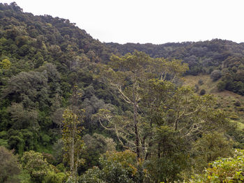 Scenic view of forest against clear sky