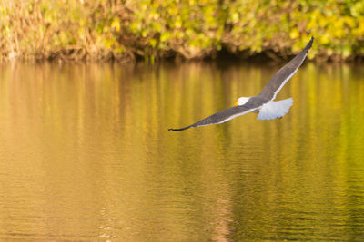 Seagull flying over lake