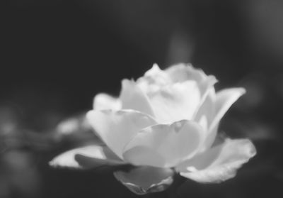 Close-up of flower blooming outdoors