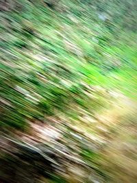 Full frame shot of green leaves