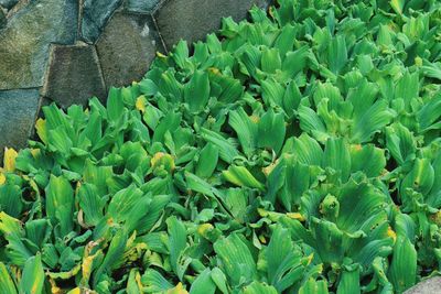 High angle view of plants growing on field