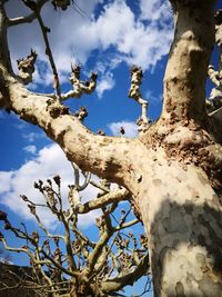 Low angle view of tree against sky