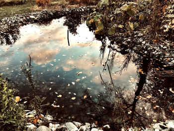 Reflection of trees on lake in forest