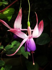 Close-up of flowers blooming outdoors