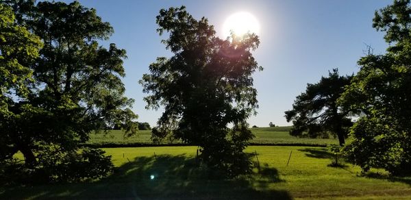 Trees on field against sky