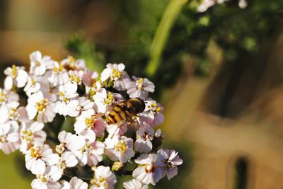 Close-up of insect on flowering plant