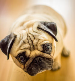 Close-up portrait of dog