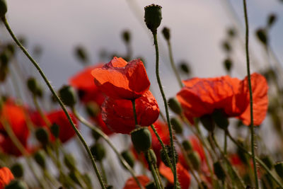 Close-up of red poppy flowers