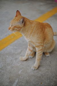 High angle view of cat looking away on road