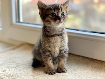 Portrait of kitten sitting at home