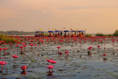View of flowers against sky