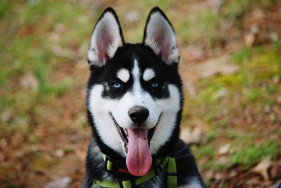 Close-up portrait of dog on rock