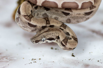 High angle view of snake