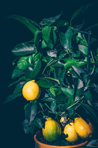 Close-up of orange fruit