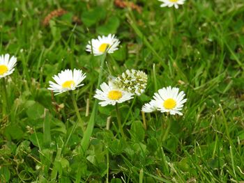 Close-up of white daisy flowers on field