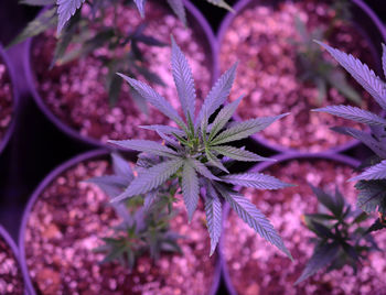 Close-up of purple flowering plant