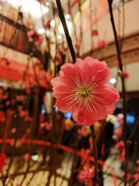 Close-up of pink flower