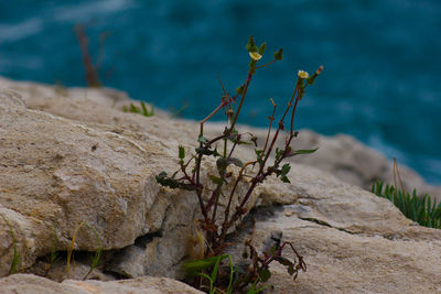 Close-up of plants