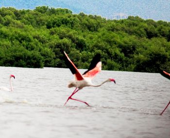 Bird flying over water against sky