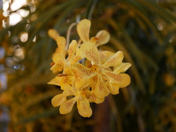 Close-up of yellow flowering plant