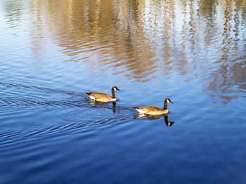 Ducks swimming in lake