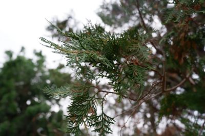 Close-up of pine tree leaves