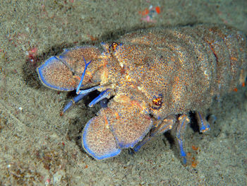 Close-up of crab on sea shore