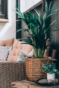 Potted plant in basket at home